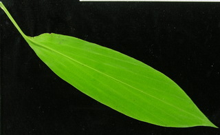 Pharus latifolius, leaf top