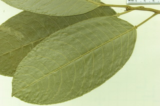 Sapium broadleaf, leaf