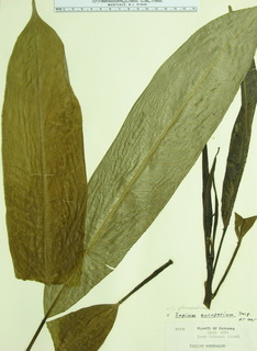 Sapium glandulosum, leaves