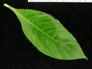 Aphelandra sinclairiana, leaf top