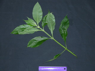 Aphelandra sinclairiana, leaves