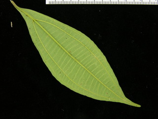 Conostegia cinnamomea, leaf bottom