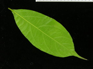 Cordia lasiocalyx, leaf bottom
