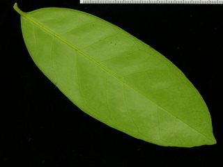 Eugenia coloradoensis, leaf bottom