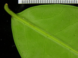 Eugenia coloradoensis, leaf bottom stem