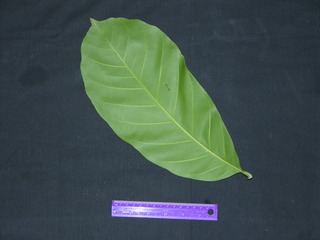 Guarea grandifolia, leaf bottom stem