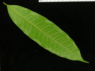 Guatteria dumetorum, leaf bottom