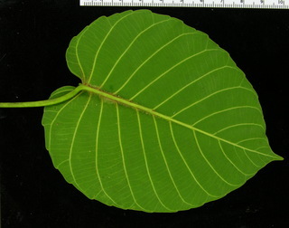 Hura crepitans, leaf bottom