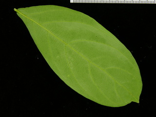 Inga marginata, leaf bottom