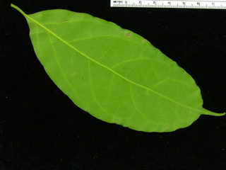 Ocotea cernua, leaf bottom