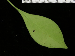 Psychotria chagrensis, leaf bottom