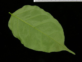 Pterocarpus rohrii, leaf bottom