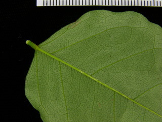 Pterocarpus rohrii, leaf bottom stem