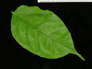 Pterocarpus rohrii, leaf top