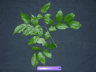 Pterocarpus rohrii, leaves