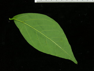 Senna dariensis, leaf bottom