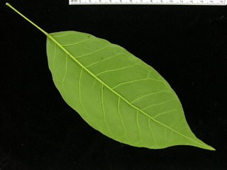 Tabebuia rosea, leaf bottom
