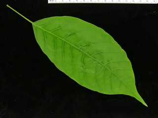 Tabebuia rosea, leaf top