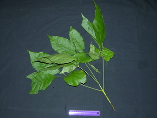 Tabebuia rosea, leaves