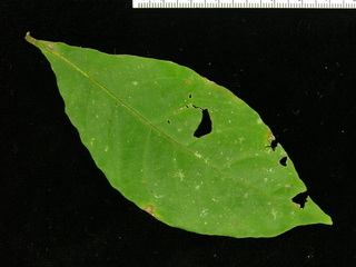 Terminalia oblonga, leaf top