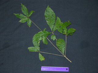 Terminalia oblonga, leaves