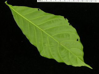 Trichilia pallida, leaf bottom