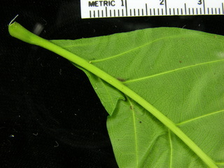 Trichilia pallida, leaf bottom stem