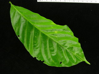 Trichilia pallida, leaf top