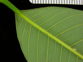 Annona spraguei, leaf bottom stem