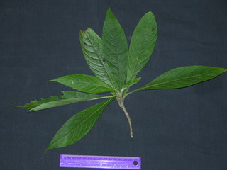 Aphelandra sinclairiana, leaves