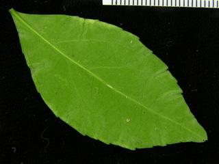 Casearia aculeata, leaf bottom