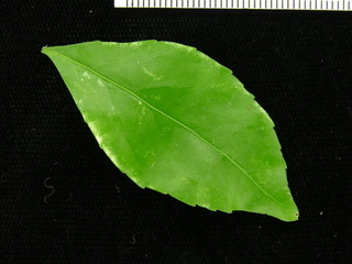 Casearia aculeata, leaf top