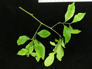Casearia aculeata, leaves