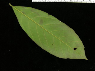 Cordia bicolor, leaf bottom