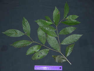 Cordia bicolor, leaves