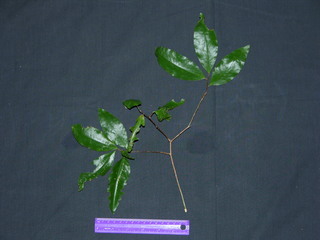 Erythroxylum panamense, leaves