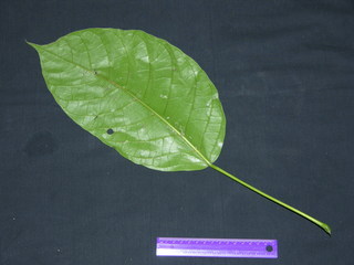 Hieronyma alchorneoides, leaf bottom