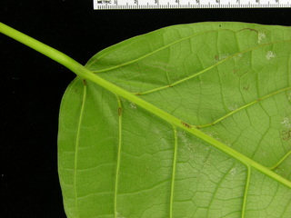 Hieronyma alchorneoides, leaf bottom stem