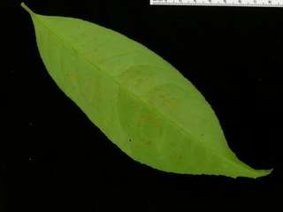 Maytenus schippii, leaf bottom