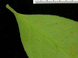 Maytenus schippii, leaf bottom stem