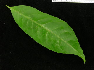 Maytenus schippii, leaf top