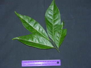 Maytenus schippii, leaves