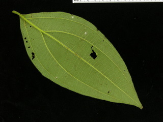 Miconia nervosa, leaf bottom