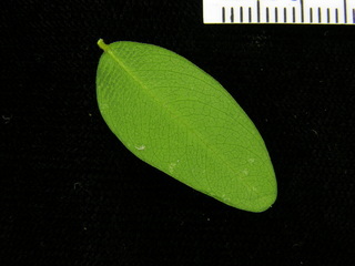 Platypodium elegans, leaf bottom