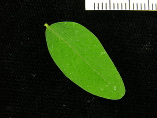 Platypodium elegans, leaf top