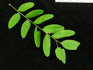 Platypodium elegans, leaves