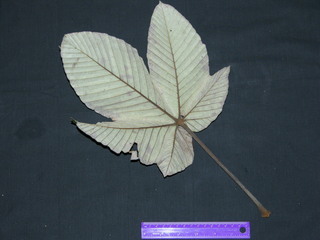 Pourouma bicolor, leaf bottom