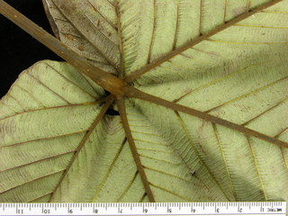 Pourouma bicolor, leaf bottom stem