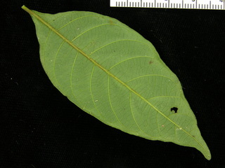 Psychotria hoffmannseggiana, leaf bottom