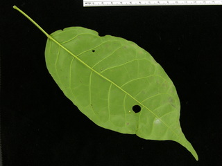 Tabebuia rosea, leaf bottom